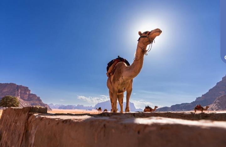 Joy To Wadi Rum Zewnętrze zdjęcie